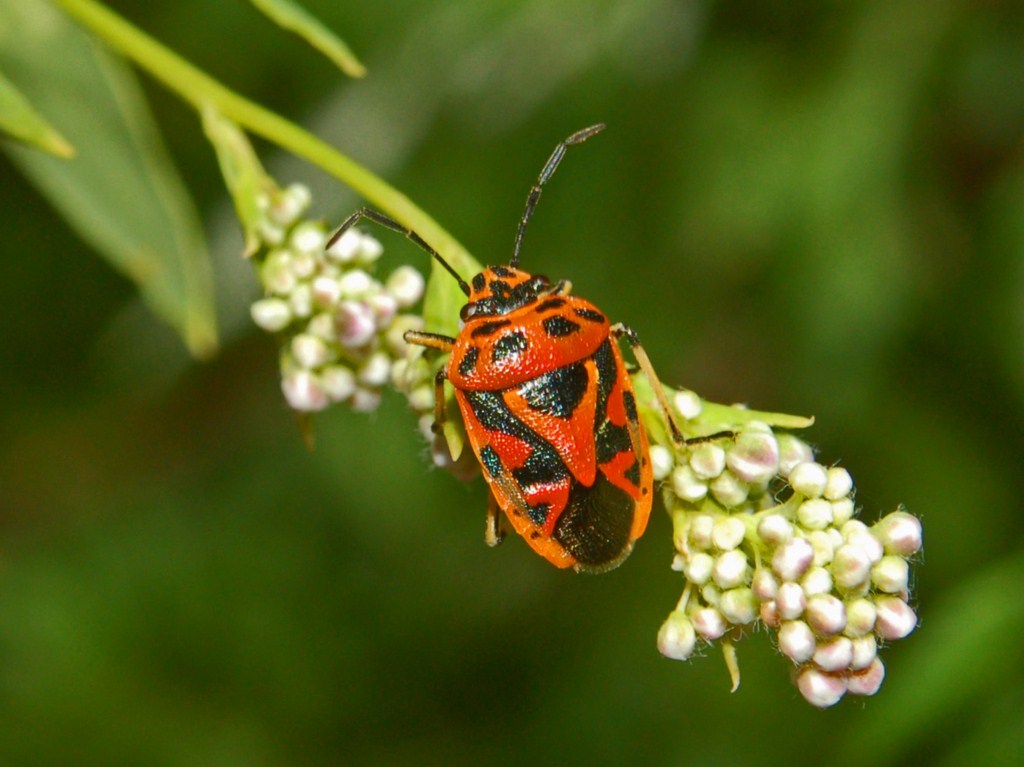 Pentatomidae: Eurydema ornata della Liguria